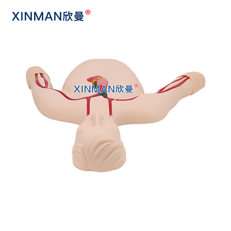 欣曼科教 PICC线介入操作训练模型 深静脉穿刺置管模型XM-L68A高清大图