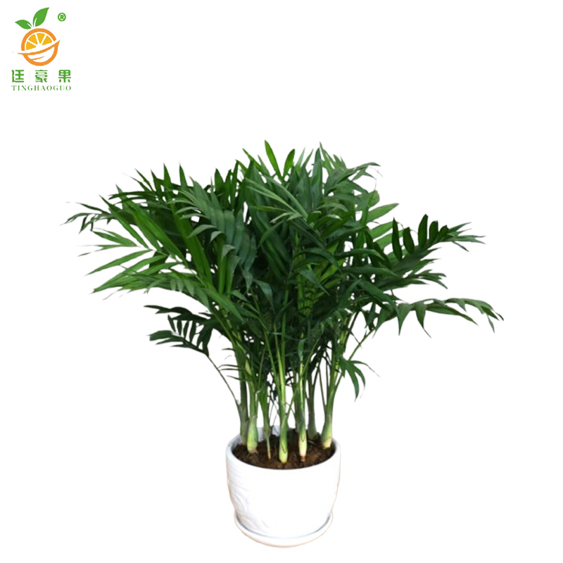 廷豪果 君子兰盆栽 14片 /盆高清大图