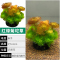 爬地矮珍珠前景水草植物日本水下叶鱼缸造景水培真草古法养鱼趴地