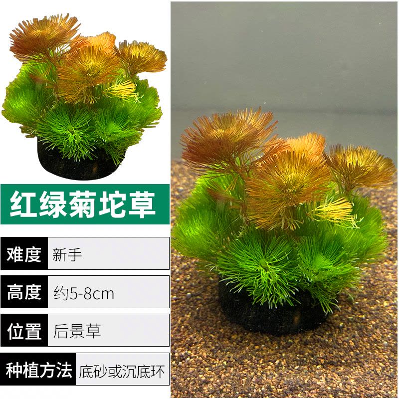 爬地矮珍珠前景水草植物日本水下叶鱼缸造景水培真草古法养鱼趴地图片