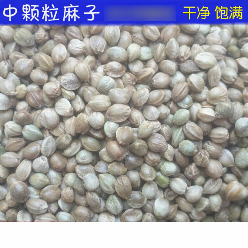 麻子麻籽火麻仁中颗粒鹦鹉鸟食鸟粮饲料仓鼠粮鸽子粮食