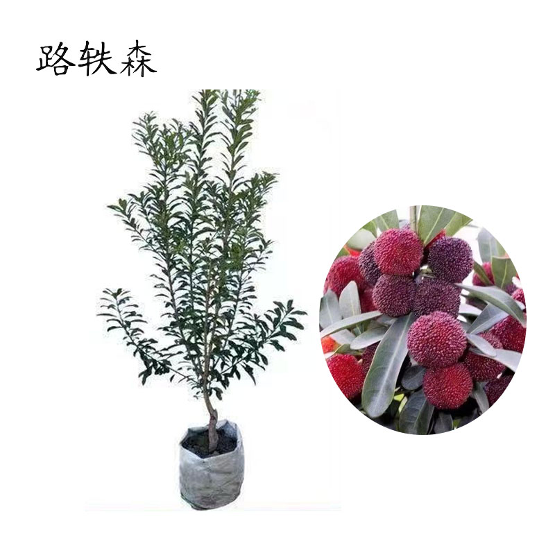 路轶森 杨梅树高1.5-2m 棵高清大图