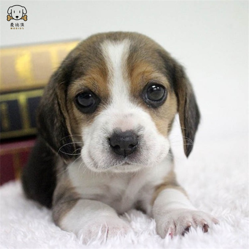麦比佳宠物 比格狗狗活体 花色比格犬幼犬纯种血统级比格短毛米格鲁猎兔犬比格猎狗高智商家养中小型犬视频挑选高清大图