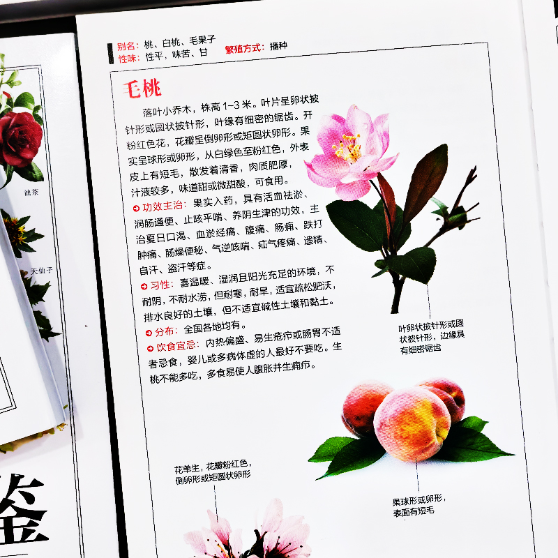 [正版]4册 矿物与岩石图鉴 231种矿物与65种岩石鉴别指南 鸟图鉴 野菜图鉴野花图鉴 收藏爱好者鉴别指南自然科学读高清大图