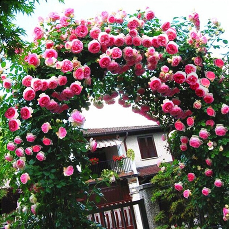 回固蔷薇花苗藤本月季大花浓香庭院爬藤植物花卉盆栽阳台玫瑰爬墙四季