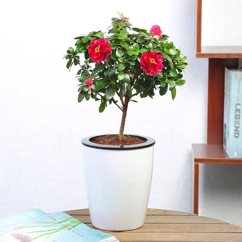 杜鹃花盆栽花卉室内绿植盆栽四季开花植物带花货室内阳台小盆景生活日用家庭清洁园艺用品花卉绿植盆栽