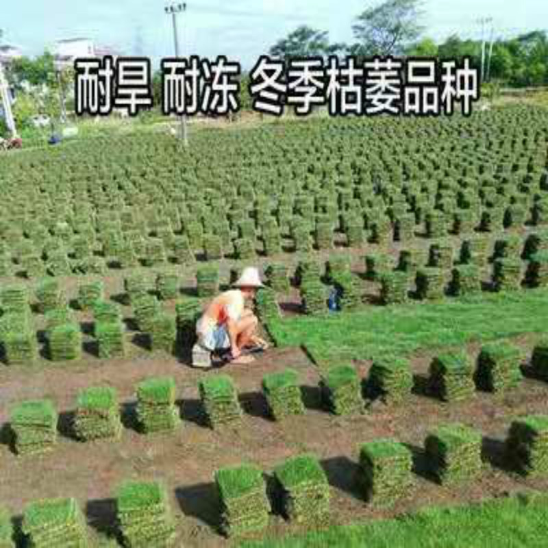 庭院绿化草坪 草皮 带土带泥果岭草四季青草皮带泥土真草皮 马尼拉草皮 一平方10小块 200平方起售