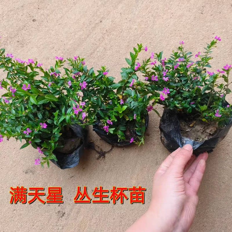 满天星萼距花苗 四季开花绿植室外易活庭院工程苗星星花 绿叶满天星花盆苗(20盆)高清大图
