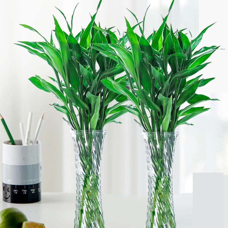 回固富贵竹水培植物盆栽花卉绿植室内花客厅水养绿萝大叶竹节节高