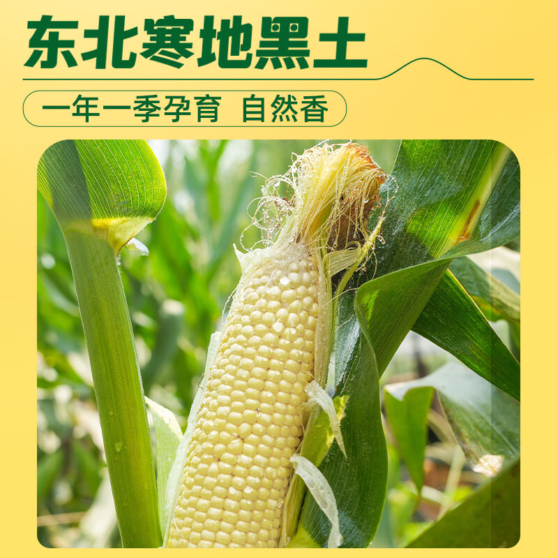十月稻田(SHIYUEDAOTIAN) 白糯玉米 4.16斤(260g*8根) 低脂早餐 东北玉米 杂粮粗粮高清大图