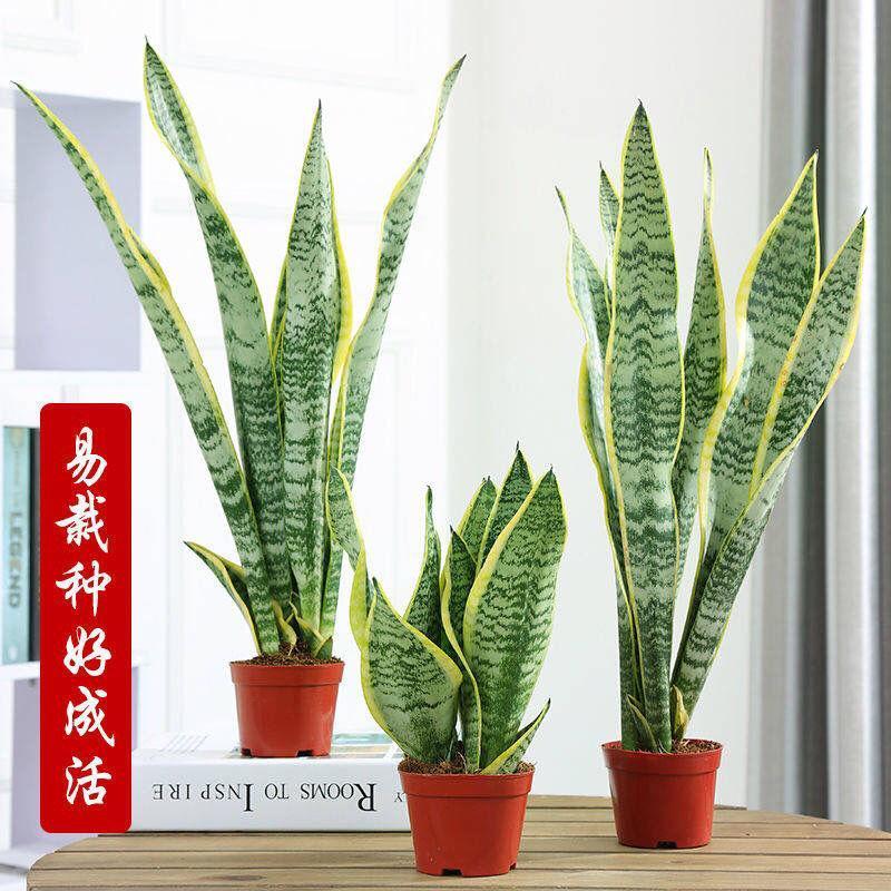 恬豆园艺用品恬豆金边虎皮兰新房吸多肉植物室内花卉绿植盆栽高矮虎尾兰 价格图片品牌报价 苏宁易购恬豆旗舰店