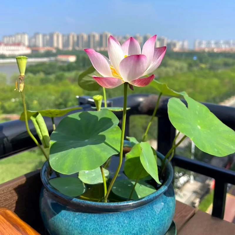 [补贴10%]四季开花荷花种子水培植物花卉室内客厅水养莲花好养碗莲睡莲盆栽