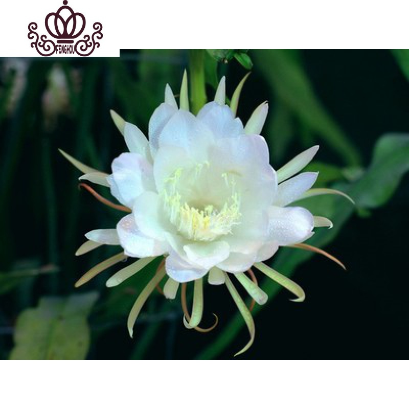 封后花卉室内绿植仙人多肉植物粉色令箭荷花苗盆栽叶片插苗带根发货