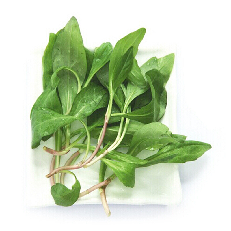 xj浙江马兰头现摘新鲜蔬菜红梗菜山坡野菜1kg可开发票