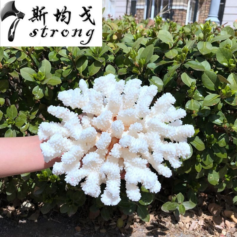 天然贝壳海螺白珊瑚礁石头鱼缸造景石水族装饰家居地台地中海摆件