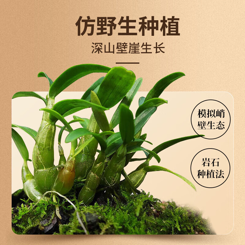 北京同仁堂铁皮石斛正宗安徽霍山米斛霍斛枫斗干石斛茶耳环石斜石湖泡酒泡茶煲汤榨汁入膳食入药70g/罐