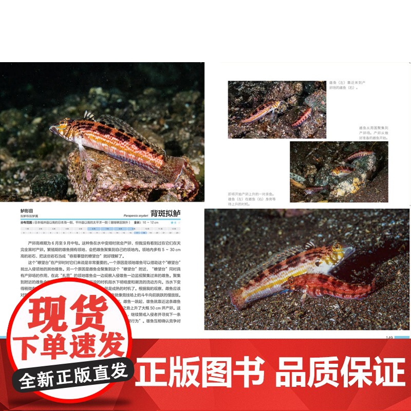 海面下的性与爱 从求爱到离别的自然观察手记 海洋科普 摄影作品 海洋生物 北京科学技术高清大图