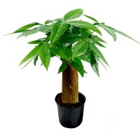 原盆发财树 含盆 发财树盆栽植物花卉绿植陶瓷花盆办公室内盆栽净化空气好养易养