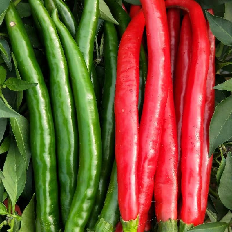 赛卡伊 四川新鲜蔬菜二荆条红辣椒中辣微辣露天线椒现摘批发长青辣椒