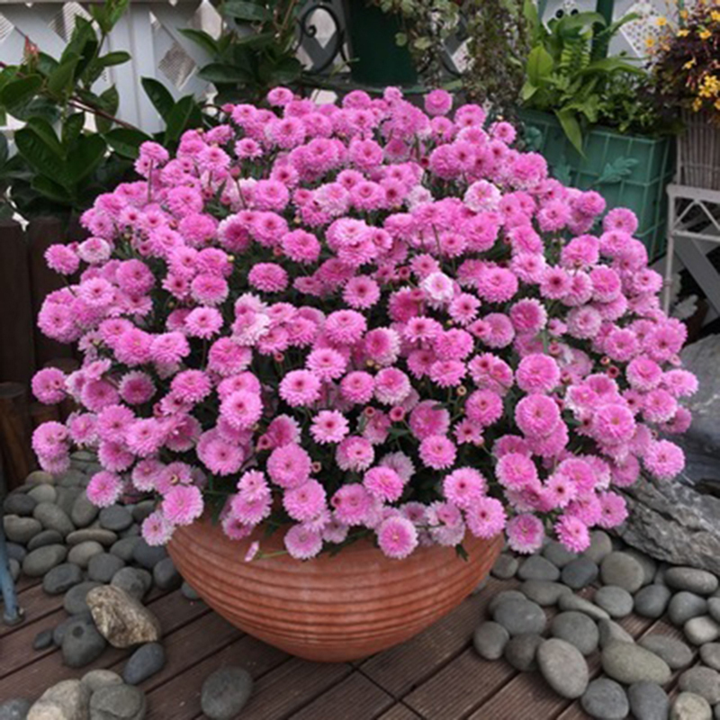 纳爱家 Naaijia 园艺用品食用薄荷种籽室内盆栽易活四季开花种子驱蚊猫薄荷种子植物花草 价格图片品牌报价 苏宁易购纳爱家生活日用专营店