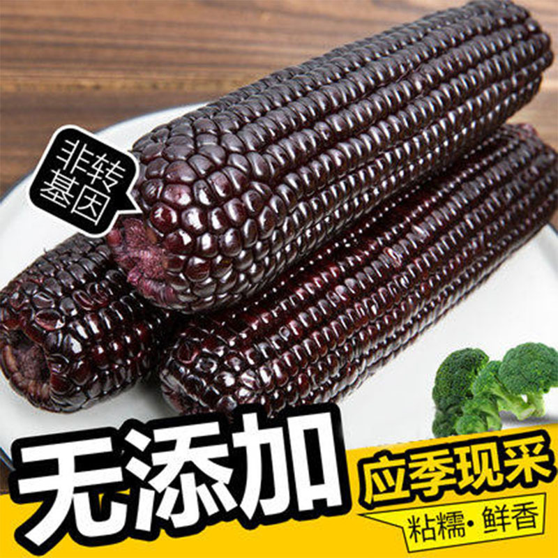 东北黑糯玉米10支*200g 甜紫糯粘玉米棒真空包装