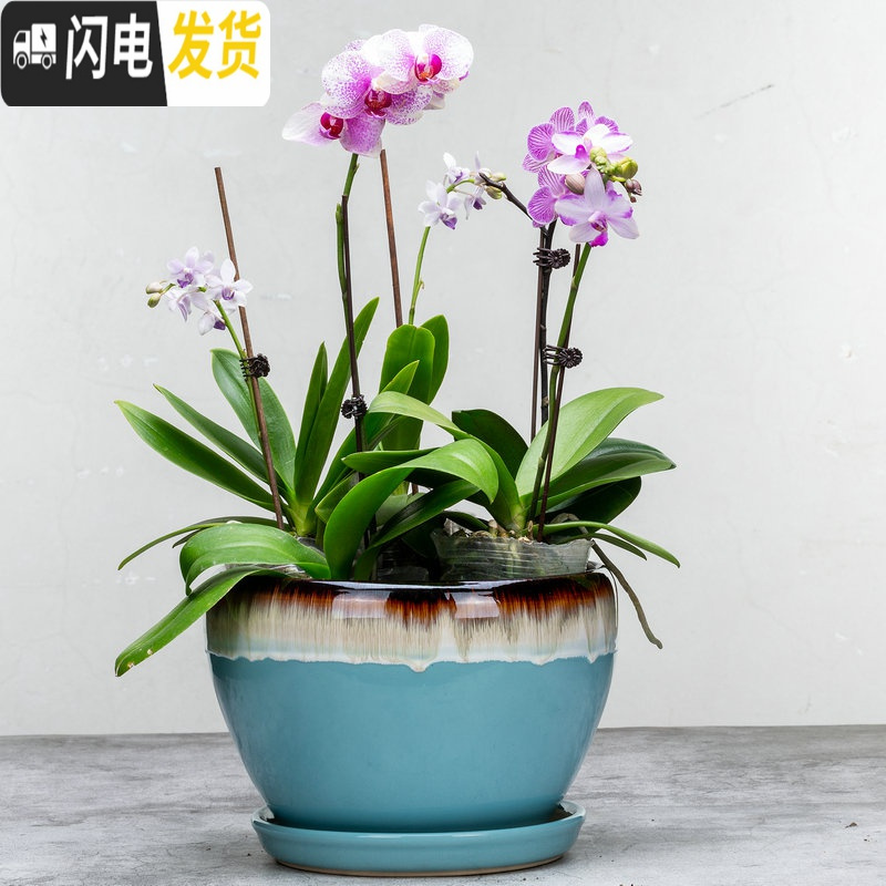 三维工匠花盆陶瓷盆家用大号兰花盆透气花盆吊兰花盆 陶瓷 特大盆栽盆 S-PG黄花釉 外肚径[约19-20cm花盆容器