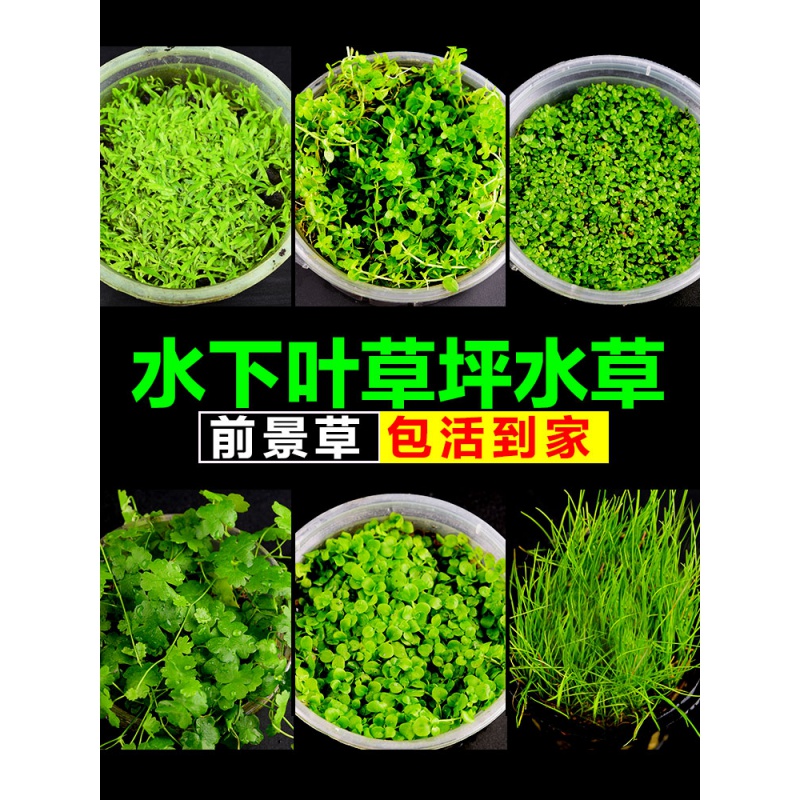 鱼缸水水造景迷你爬地矮珍珠牛毛毡天湖葵水套餐前景高清大图