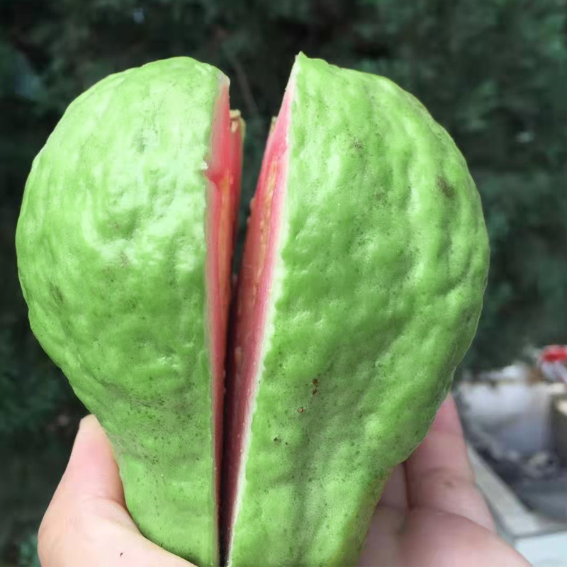 鲜贝达 红心芭乐5斤装[单果120g以上]新鲜水果番石榴热带水果甘甜多汁高清大图