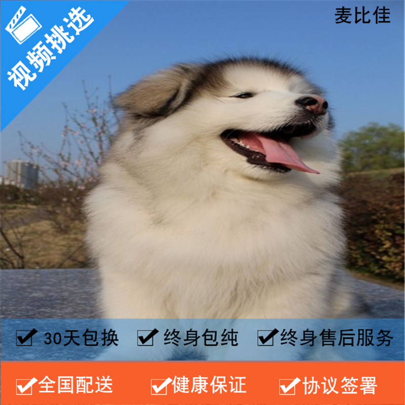 麦比佳 纯种巨型阿拉斯加幼犬活体宠物 熊版十字脸阿拉斯加雪橇犬 双血统烟灰色桃脸阿拉斯加幼崽 巨大型雪橇犬阿拉斯加犬52高清大图