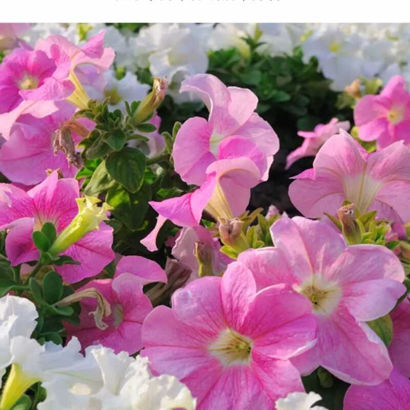 诚智旺 爬藤牵牛花花籽 净籽/千克高清大图