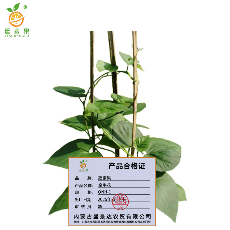廷豪果 牵牛花 QNH-1 /支高清大图