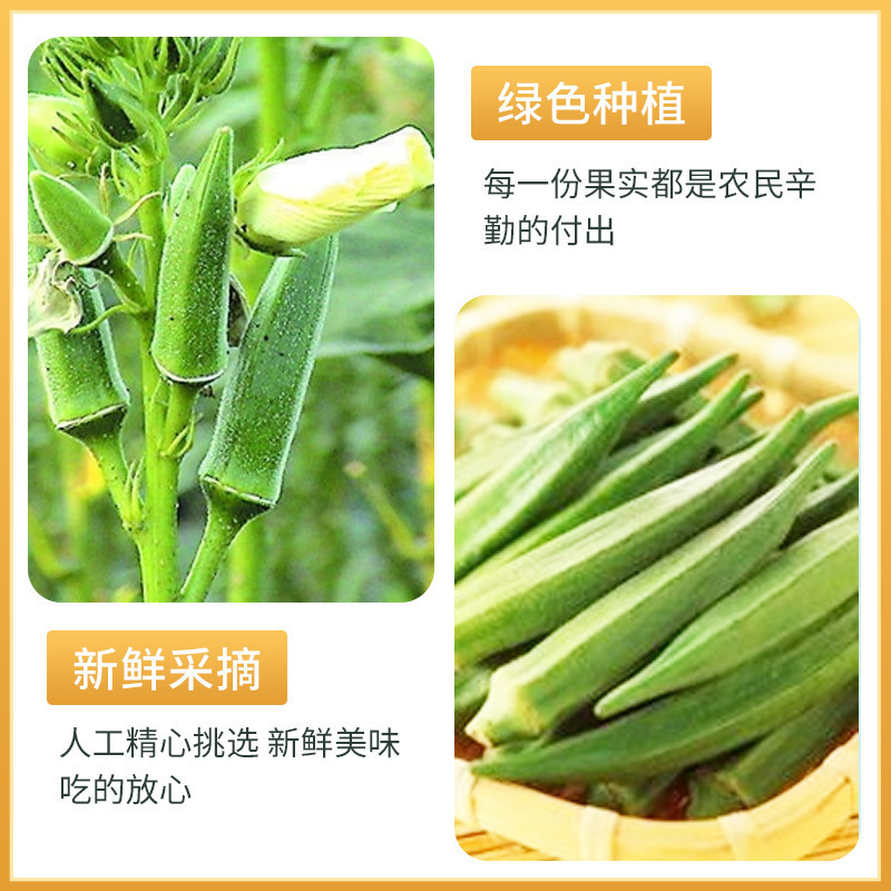 有缘有味即食黄秋葵脆20克/袋*10袋装老幼孕妇休闲蔬菜零食绿色蔬菜黄秋葵干果蔬脆