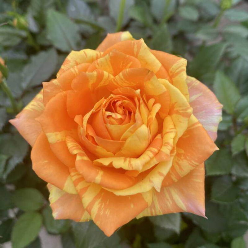 花绿植物盆栽月季蔷薇室内庭院阳台四季_3 带盆栽好 蒙娜丽莎(优质苗