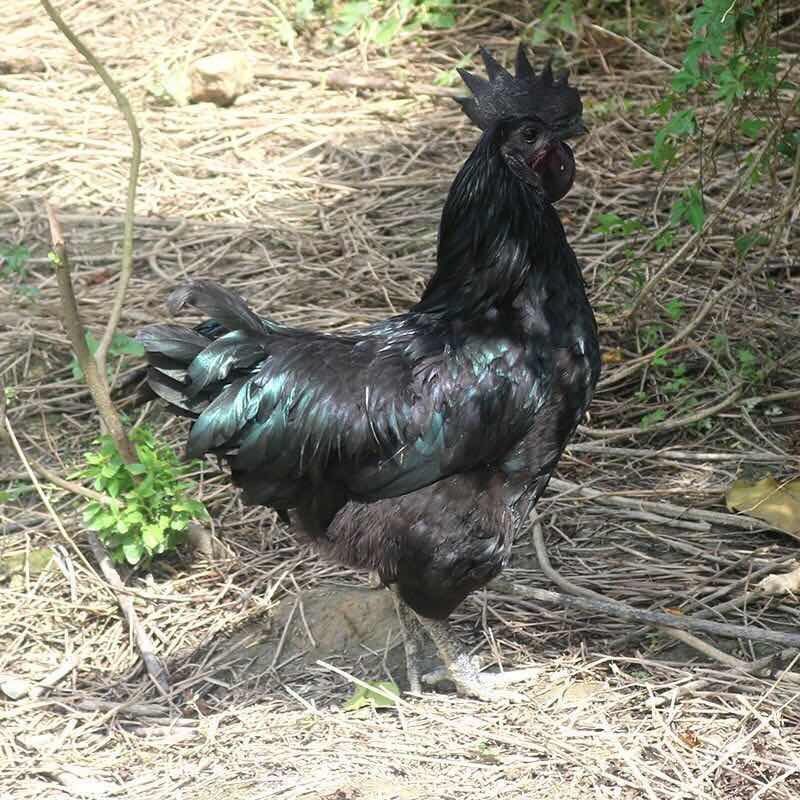 五黑粉壳种蛋10枚五黑鸡种蛋五黑一绿鸡种蛋绿壳蛋鸡乌骨鸡可孵化受精