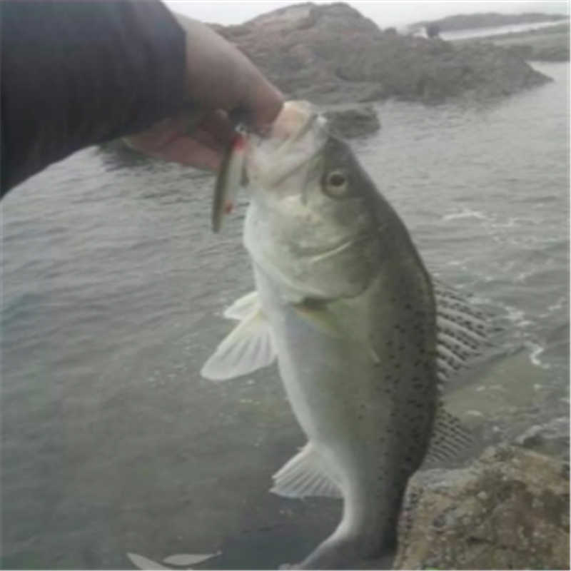 苏众 鱼类 鲈鱼专项定制高清大图