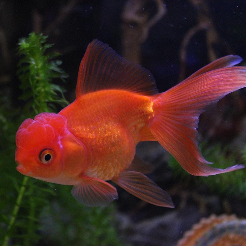 宠物国粹金鱼红狮金鱼鹤顶红金鱼红帽子金鱼冷鱼观赏鱼
