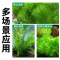 金鱼藻蜈蚣草水草植物绿菊鱼缸造景水培真草养鱼草缸绿植净水新手