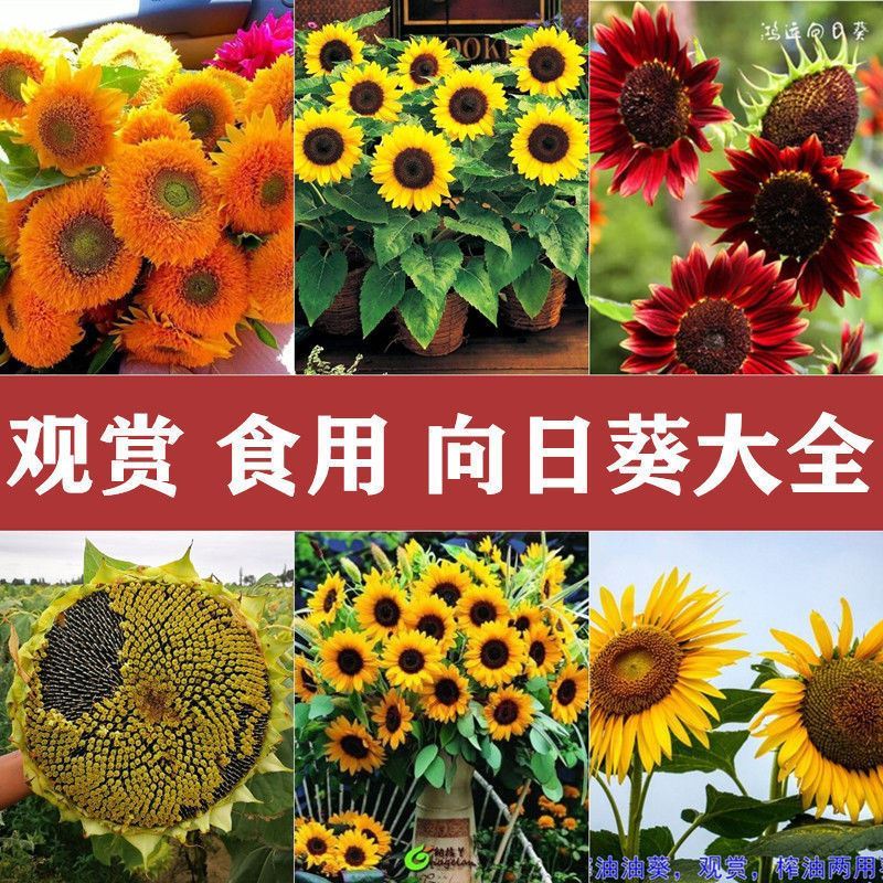 向日葵 MUZAN | (向日葵🌻】 別名 【日輪草🌻】 私は此方の方が好き