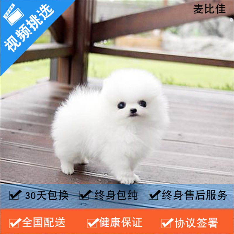 麦比佳 纯种哈多利系球体博美犬活体动物 茶杯博美犬 日系俊杰双血统长不大的茶杯狗白色博美犬 玩具博美犬活体狗狗纯种博美犬高清大图