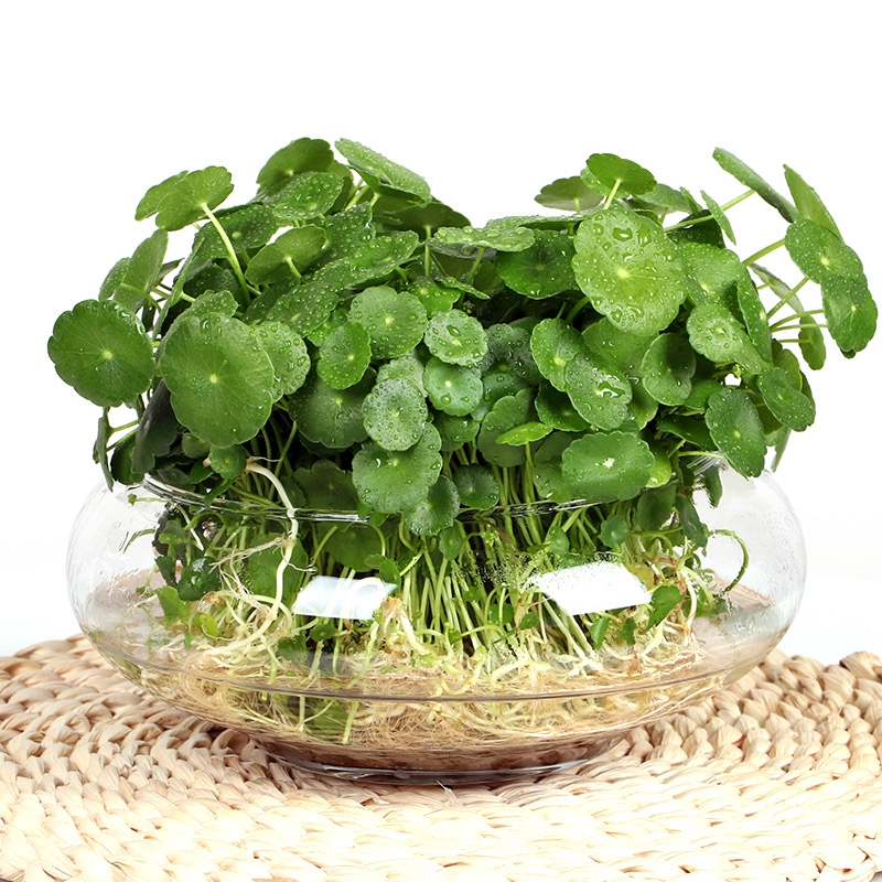 四季好养铜钱草水培盆栽古达绿植物客厅办公室内花卉绿萝水养金钱草籽