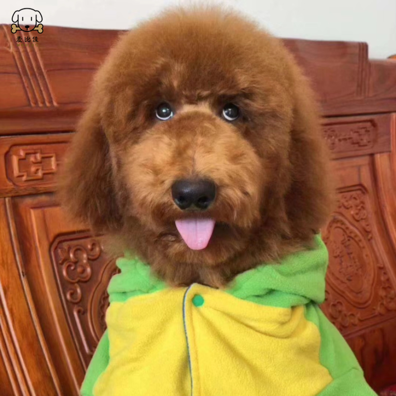 麦比佳 巨型贵宾犬幼犬狗狗活体纯种大型泰迪贵宾犬幼崽红色白色黑色巨贵犬宠物狗大体泰迪熊狗包健康视频挑选高清大图