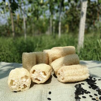 天然丝瓜络洗碗神器丝瓜瓤洗碗布加厚厨房家用水瓜囊丝瓜络百洁布10