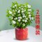 茉莉花苗盆栽带花苞九里香老桩驱蚊花卉植物室内浓香四季开花好养