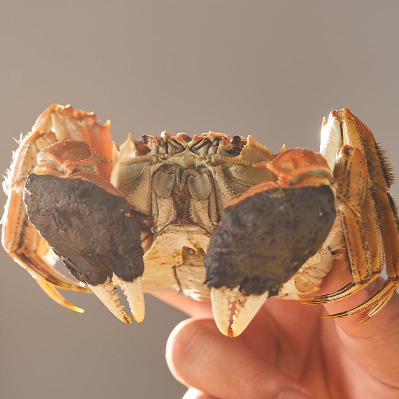 [礼券] 丰澄鲜大闸蟹2188型蟹券 公蟹4.0两/只 母蟹3.0两/只 4对8只装 大闸蟹礼品卡 卡券 礼品券