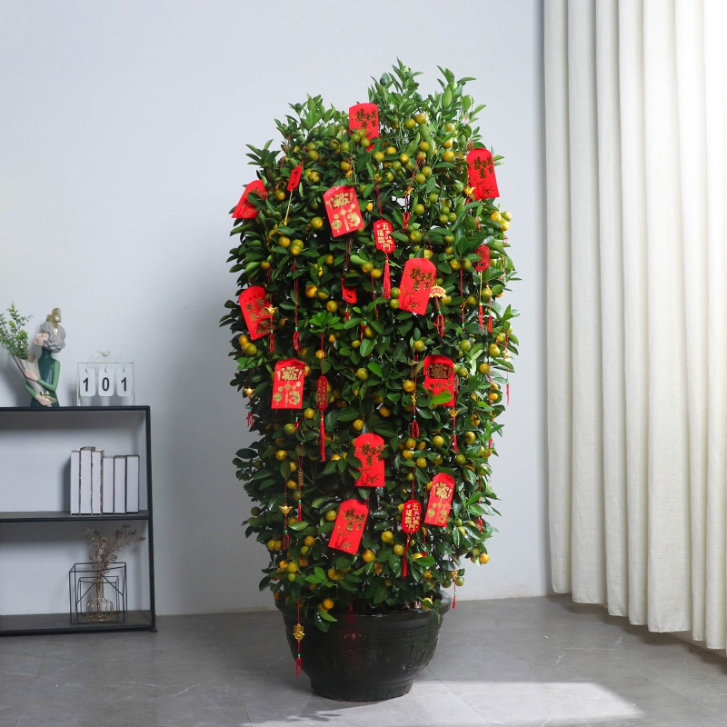 古达年货四季金桔年宵花盆栽新年送礼大型室内外办公室绿植年桔带果
