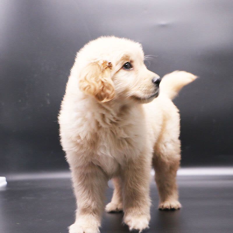 多多名宠金毛犬幼犬宠物狗狗金毛幼犬纯种大头金毛中大型犬幼崽图片