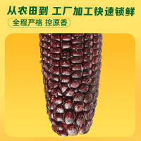 十月稻田黑糯玉米1.76kg
