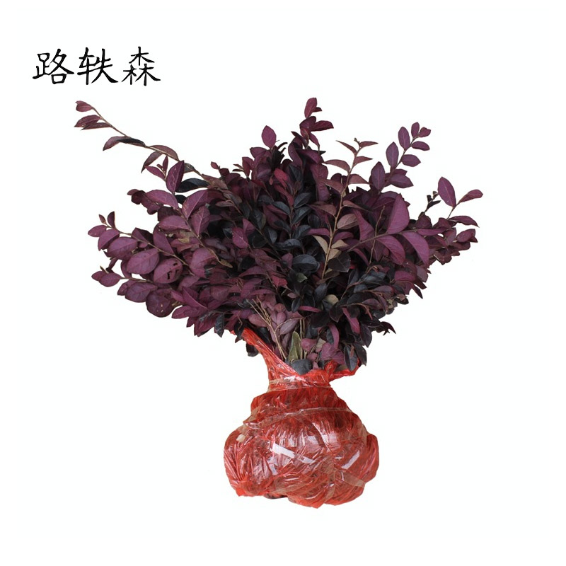 路轶森 红继木 0.8m高清大图