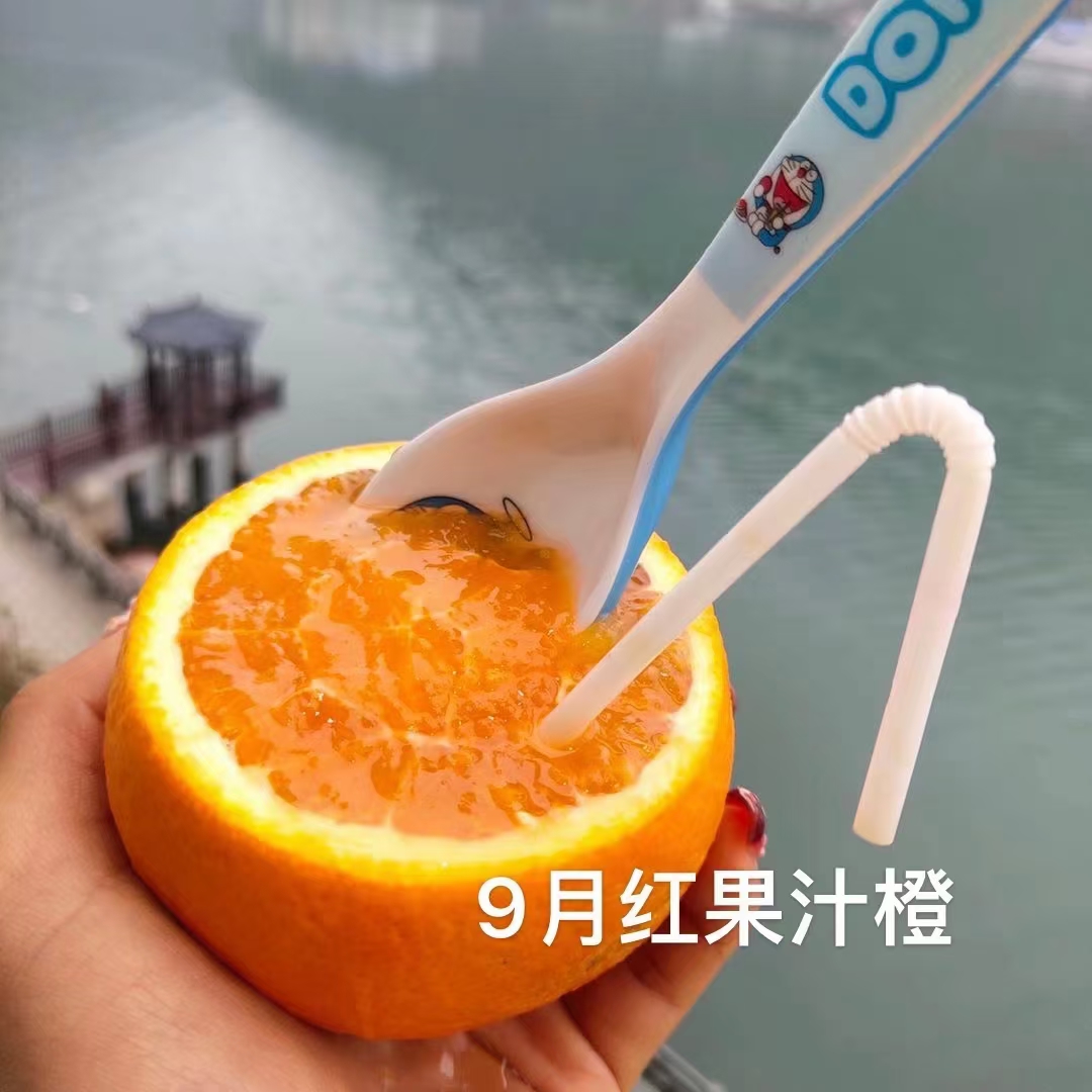 三峡中国脐橙之乡应季新鲜水果九月红爆汁橙9斤中果65-70MM/箱高清大图