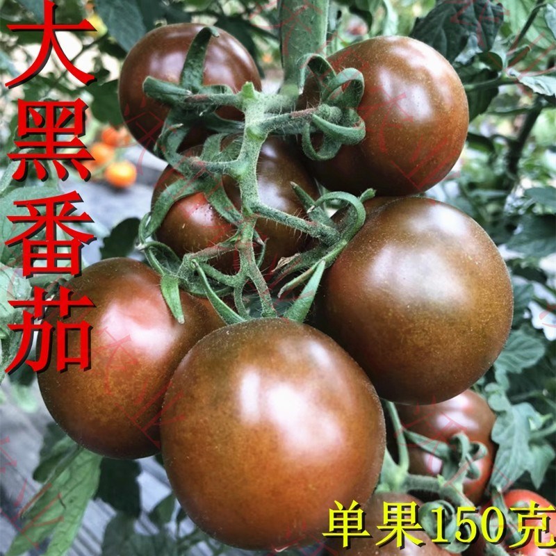 子暄园艺用品进口黑美黑番茄种子特色水果紫番茄西红柿种籽特菜四季蔬菜甜 价格图片品牌报价 苏宁易购芃畔花卉园艺专营店